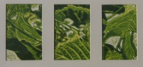 site hoogdruk, serie linde horiz.a